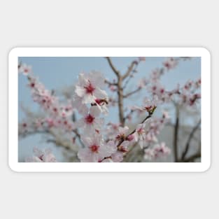 Bee in Almond Flower Sticker